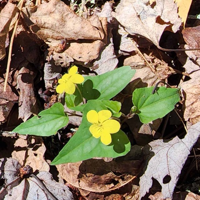 Halberd-leaved Violet (Viola hastata)