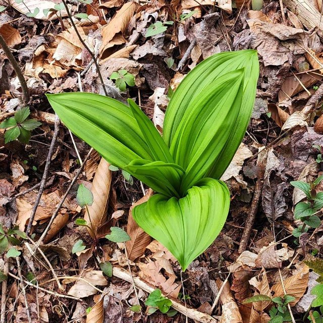 Appalachian Bunchflower (Veratrum parviflorum)