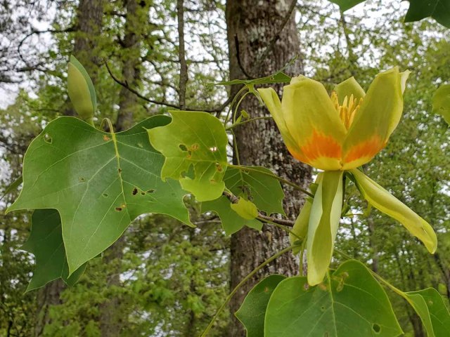 Tulip Tree (Liriodendron tulipifera)