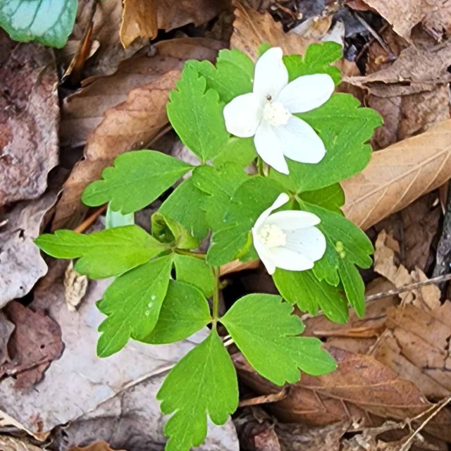 Wood Anemone (Anemone quinquefolia)