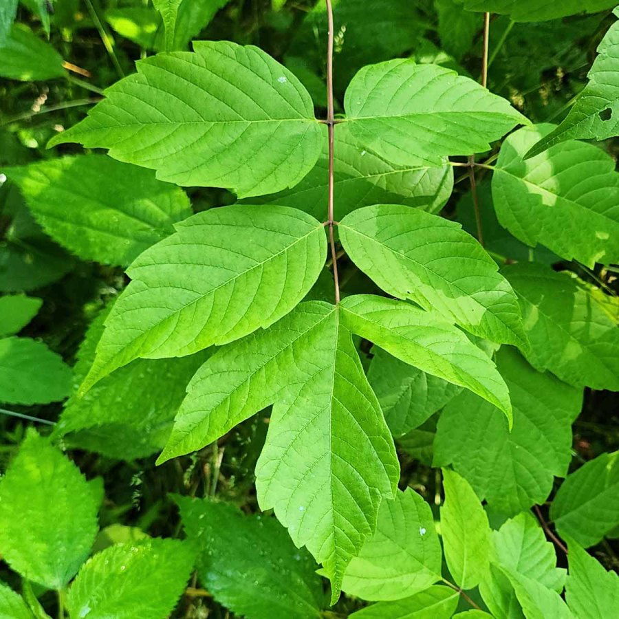 Dişbudak Yapraklı Akçaağaç