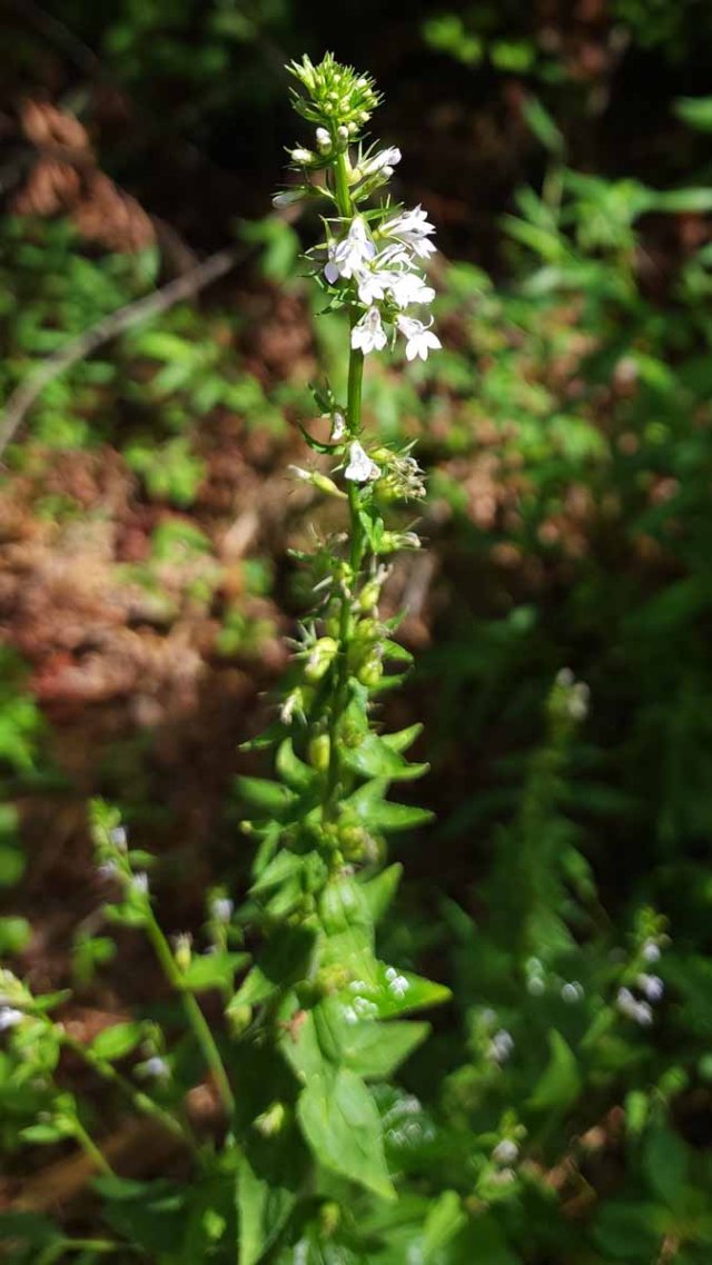 indian tobacco tree Indian Tobacco (Lobelia inflata) indian tobacco tree Indian Tobacco (Lobelia inflata)