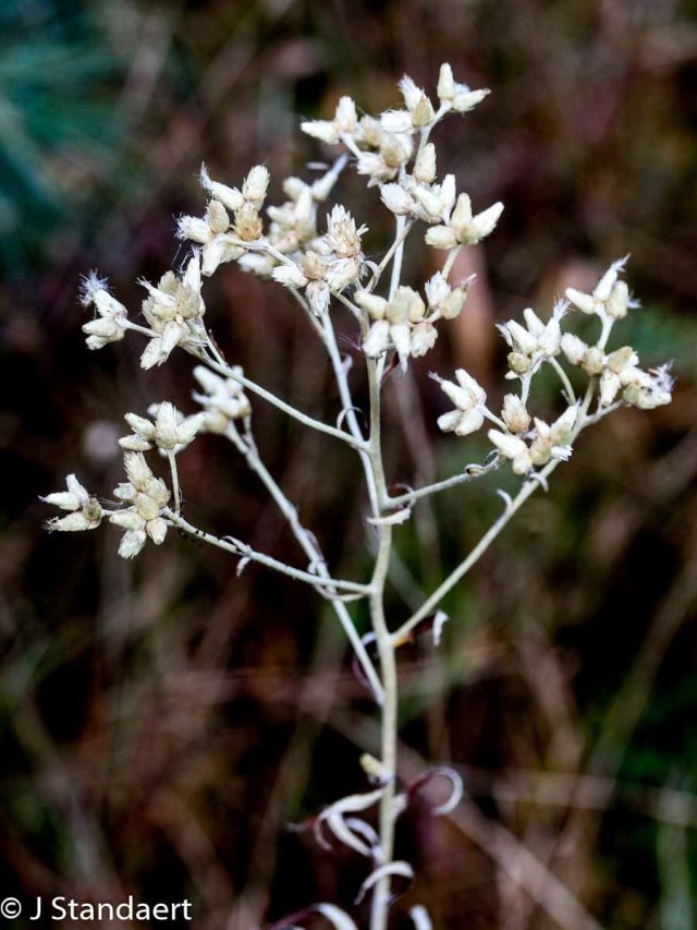 what is rabbit tobacco Rabbit Tobacco; Sweet Everlasting (Pseudognaphalium obtusifolium)  [Asteraceae]