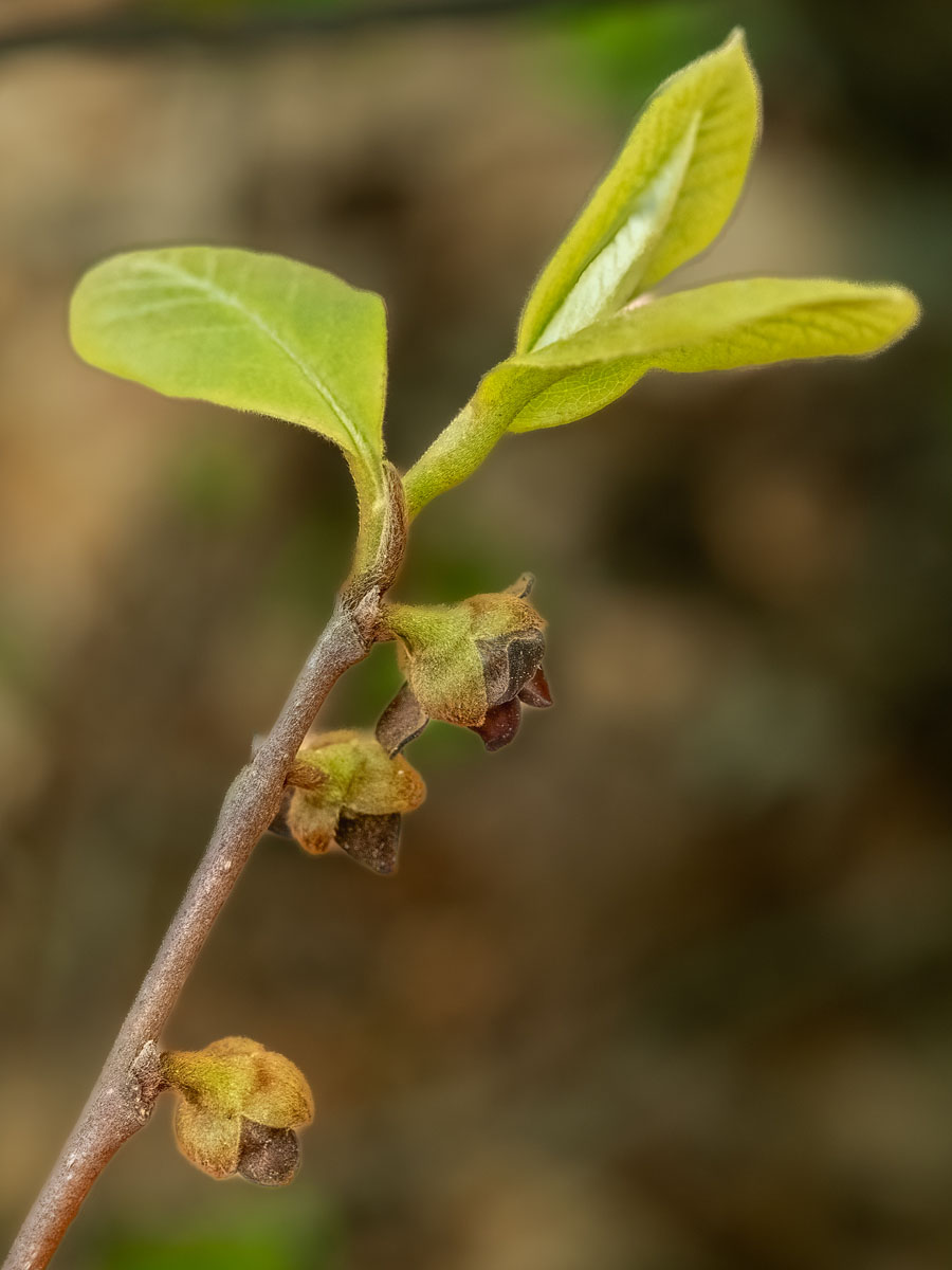 Dwarf Pawpaw (Asimina parviflora)