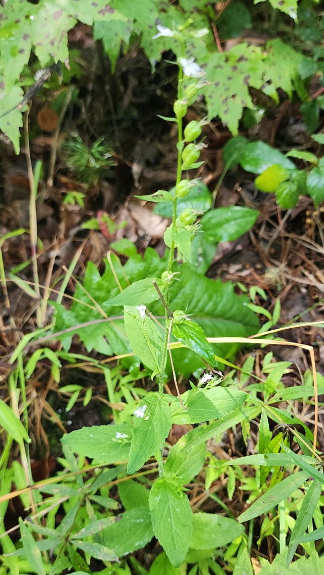 indian tobacco leaf Indian Tobacco (Lobelia inflata)
