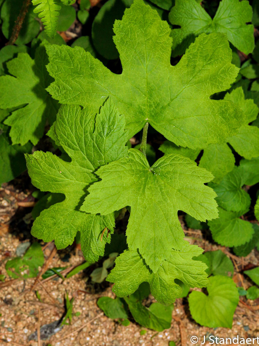 thumbnail image 2 of 20 Goldenseal Roots (Hydrastis Canadensis) – Temperate Climate Wild Plant For Shade Gardens 2 of 3