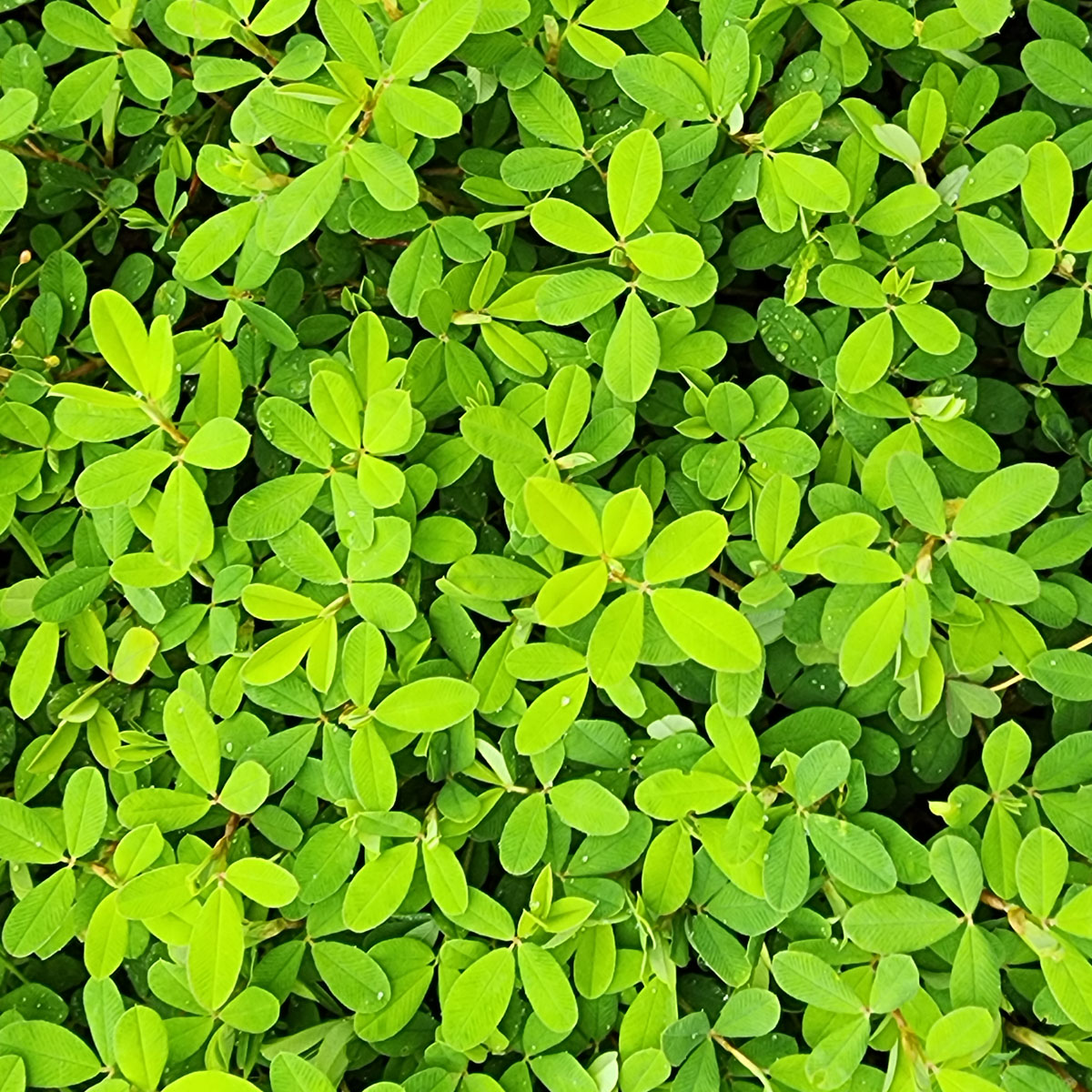☆*JAM CLOVER☆*。 Japanese Clover (Kummerowia striata*) | Western Carolina Botanical