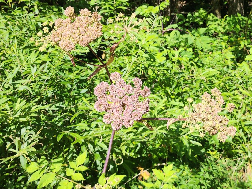 Filmy Angelica (Angelica triquinata) | Western Carolina Botanical Club