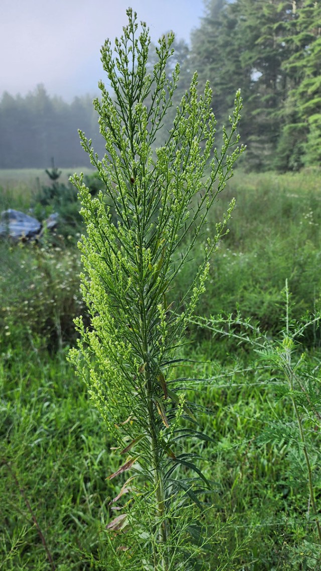 Horseweed (Conyza canadensis) | Western Carolina Botanical Club