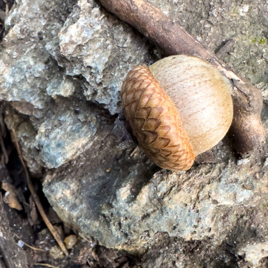 NORTHERN RED OAK (Quercus rubra), image size:900x900