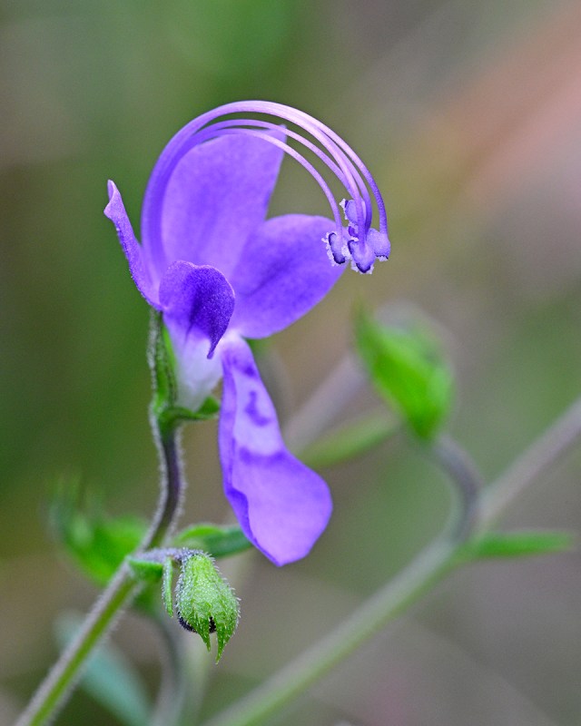 Blue Curls (Trichostema dichotomum) [Lamiaceae] | Western Carolina  Botanical Club